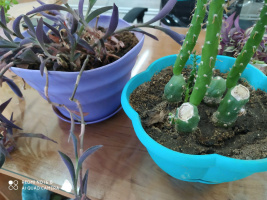 کارگاه آموزش ساخت تراریوم