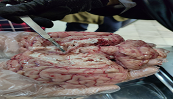 کلاس عملی درس زیست شناسی ( تشریح مغز)